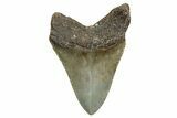 Serrated, Fossil Megalodon Tooth - North Carolina #340870-1